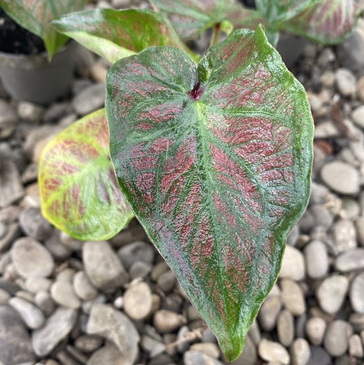 Caladium