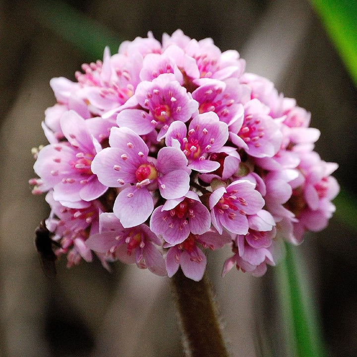 Darmera peltata (planta umbrela) *de gradina