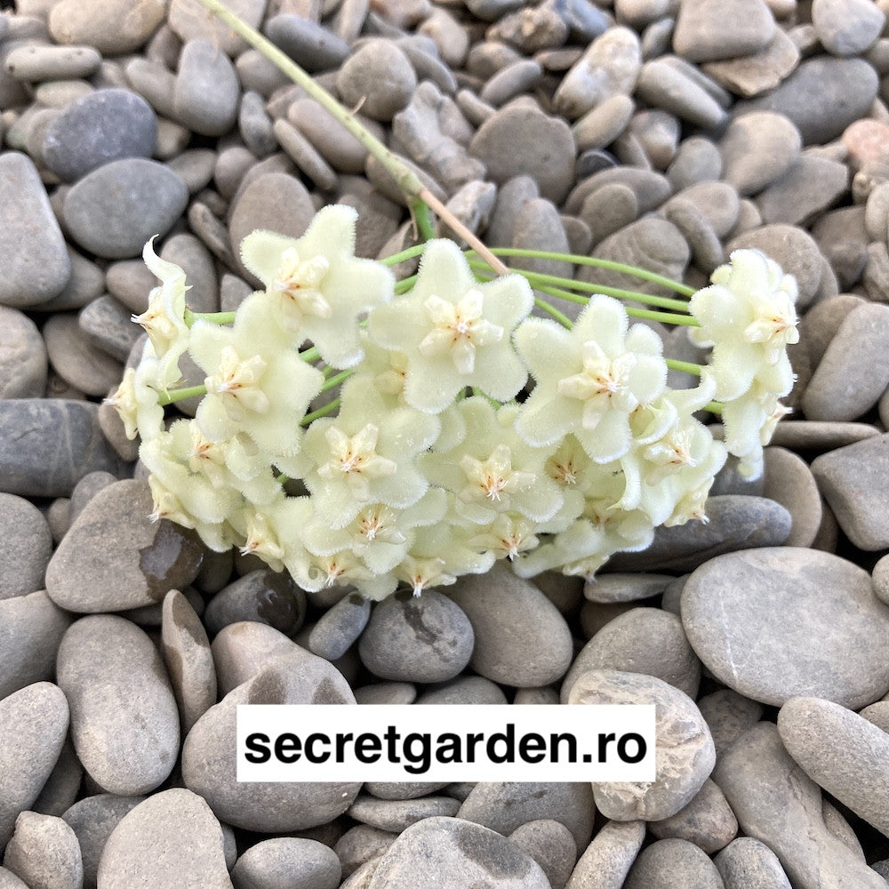 Stadiu_fara flori (ghiveci 6cm)