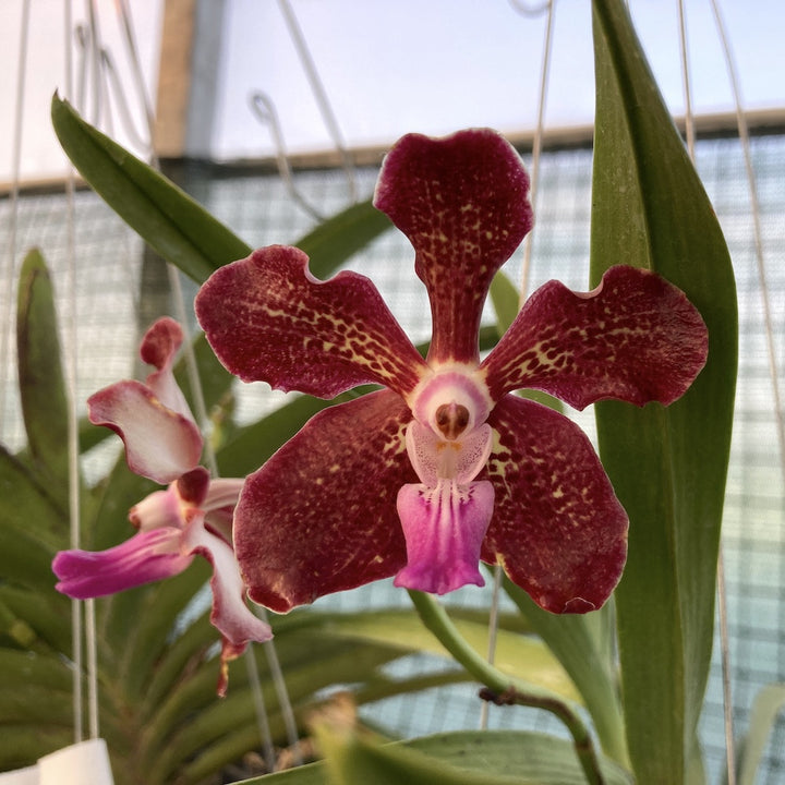 Vanda densig (V. denisoniana x insignis)