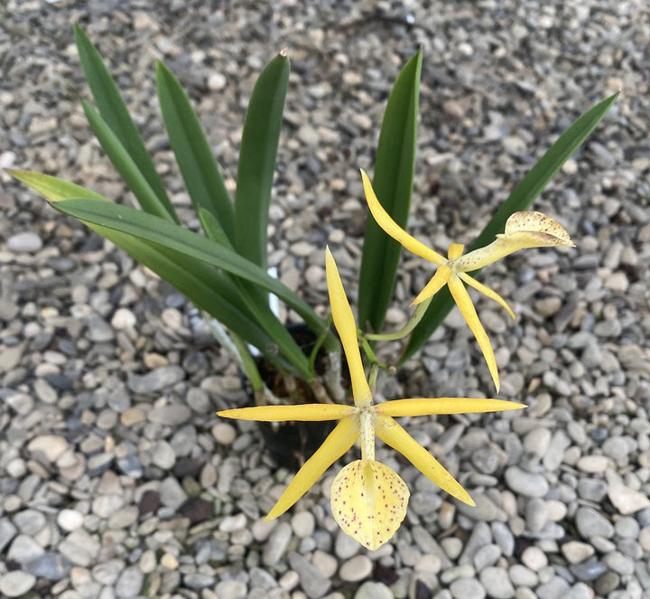 Bc. Yellow Bird