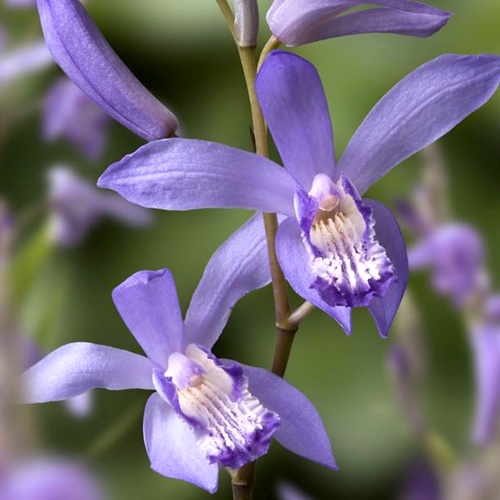 Bletilla striata 'Blue Dragon'