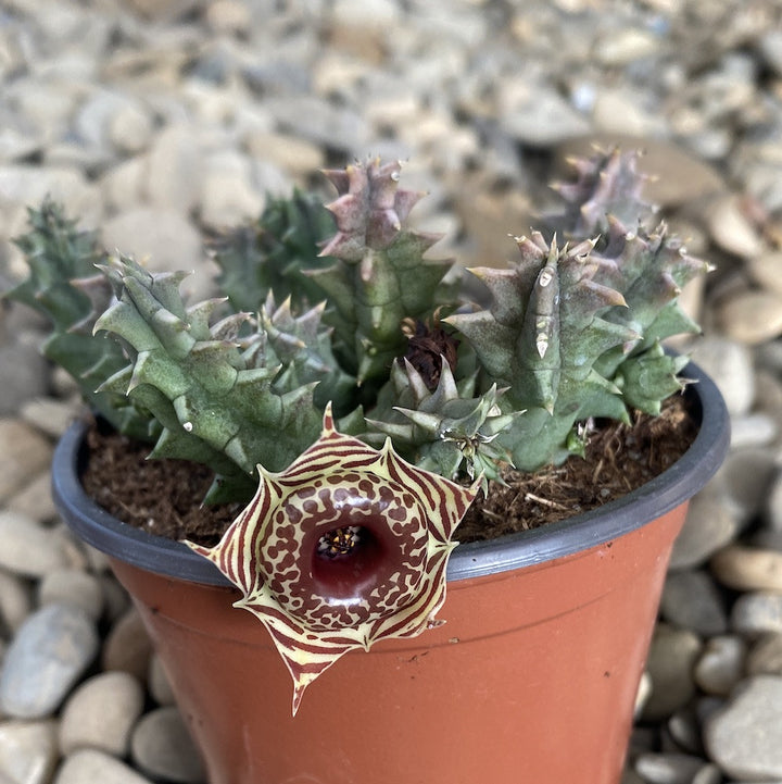 Huernia zebrina