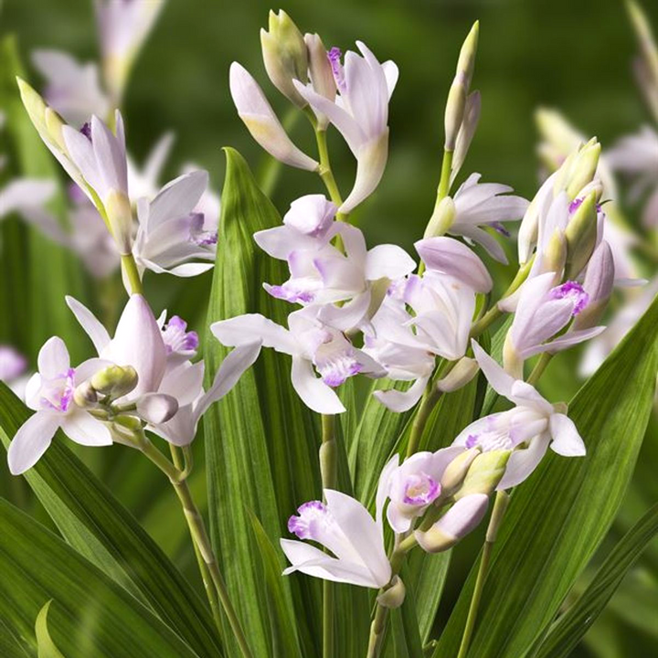 Bletilla striata 'Kuchibeni'