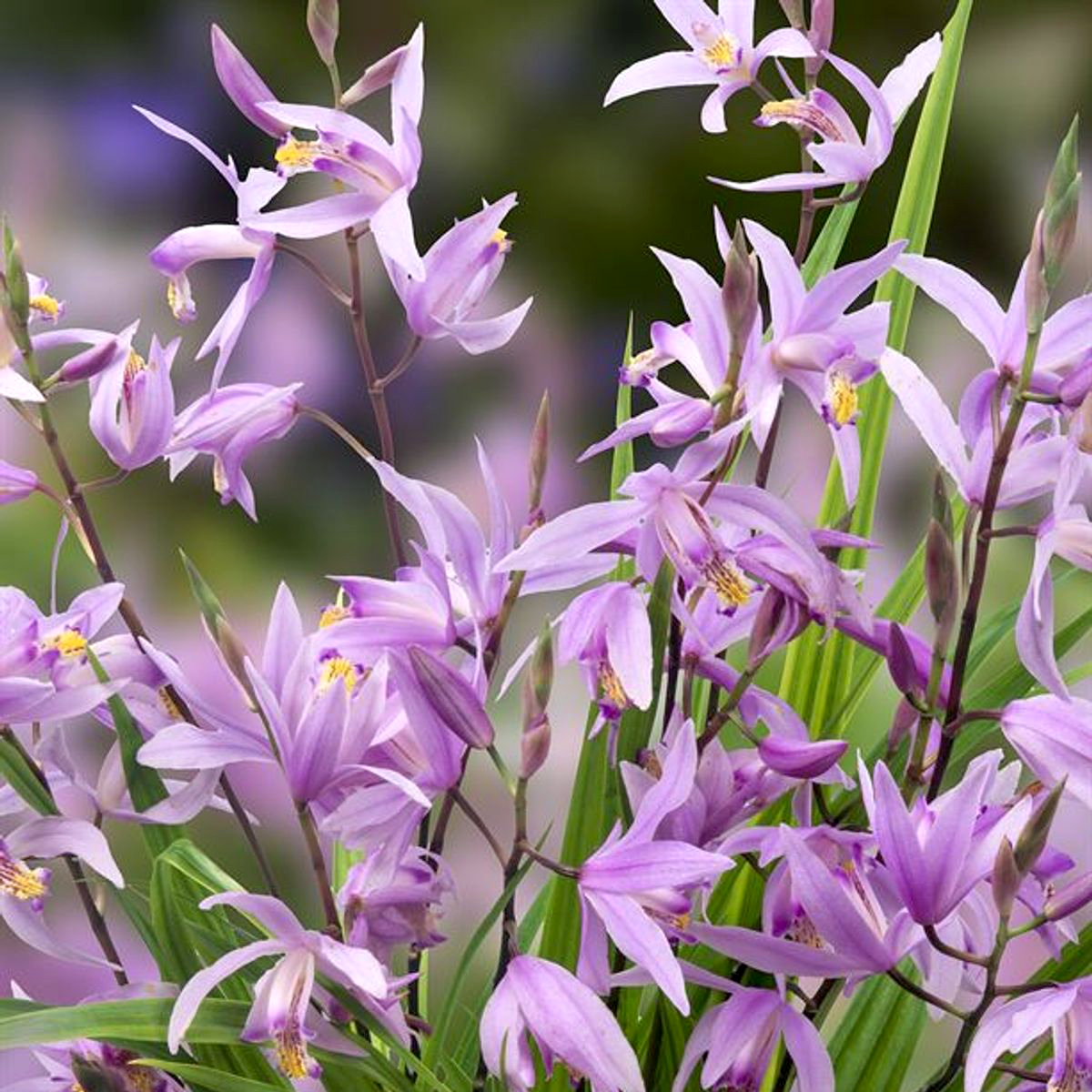 Bletilla Penway Paris