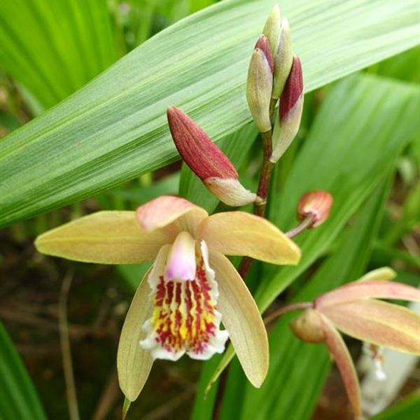 Bletilla Penway Sunset - Garden orchids