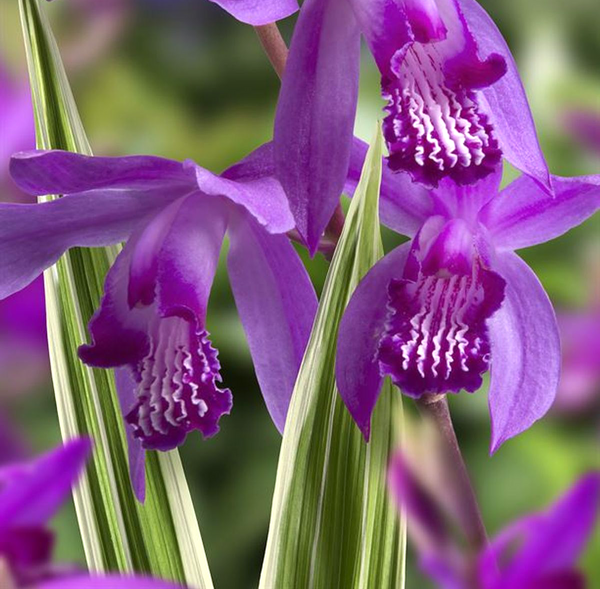 Bletilla striata 'Variegata' (purple)