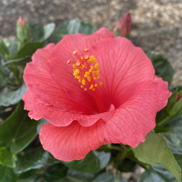 Hibiscus rosa-sinensis Kandy - Trandafir japonez roz