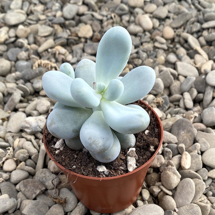 Pachyphytum oviferum (Moonstones)