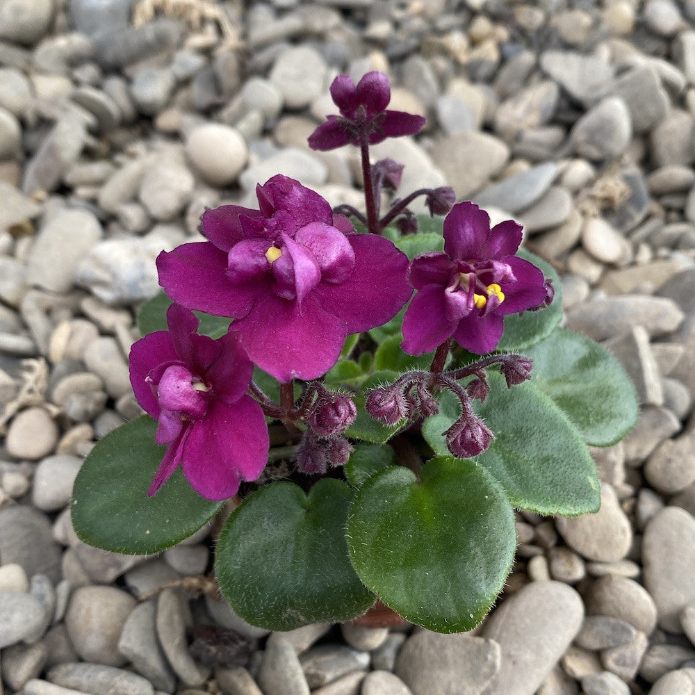 Violete batute ciclam - Saintpaulia (mini)
