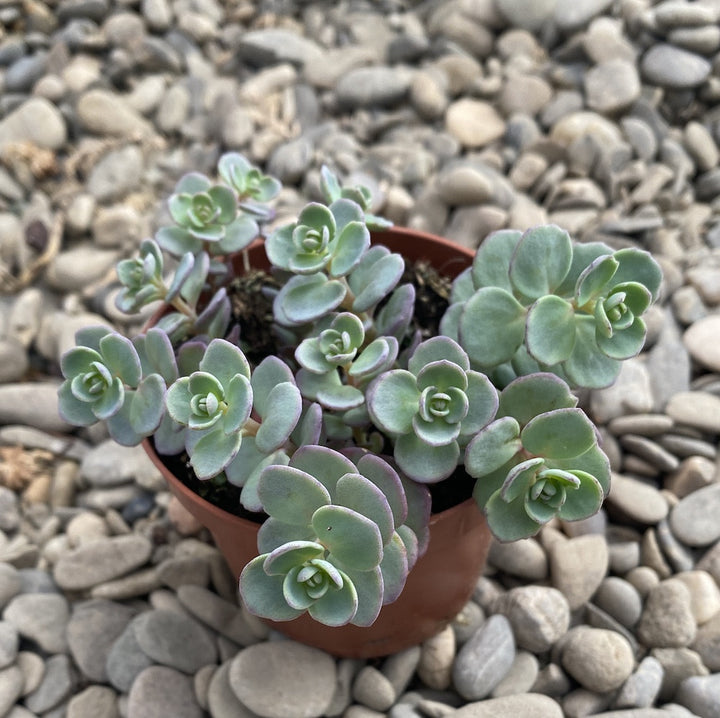 Sedum cauticola 'Lidakense' (Hylotelephium cauticola)