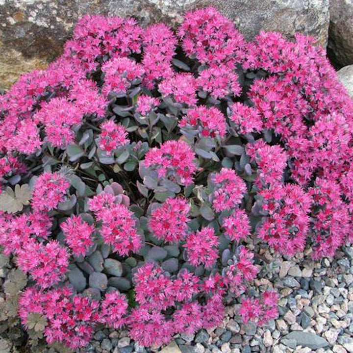 Sedum cauticola 'Lidakense' (Hylotelephium cauticola)