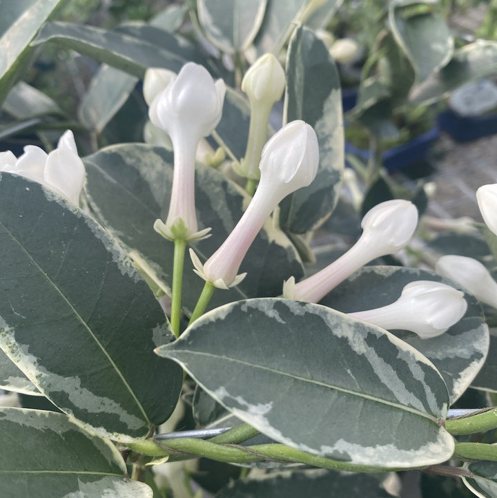 Stephanotis variegata - Iasomia de Madagascar, de camera