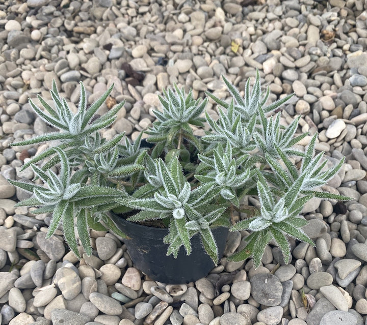 Crassula mesembryanthemoides 'Fuzzy Hair'