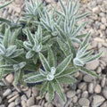 Crassula mesembryanthemoides 'Fuzzy Hair'