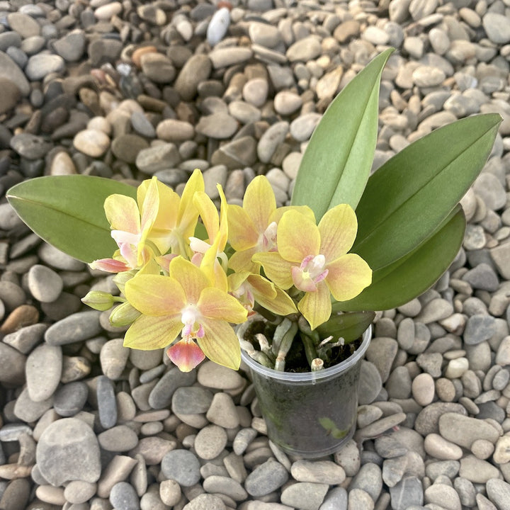 Phalaenopsis Orange mini