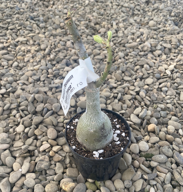 Adenium Obesum 'Golden Dance'