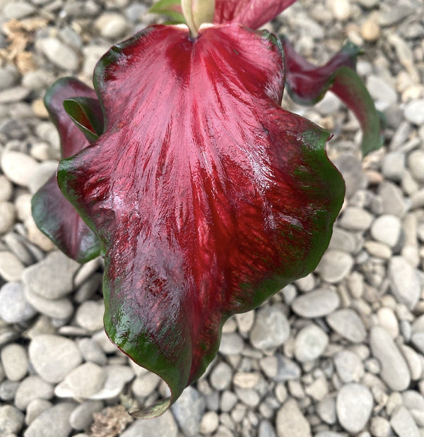 Caladium rosu-verde