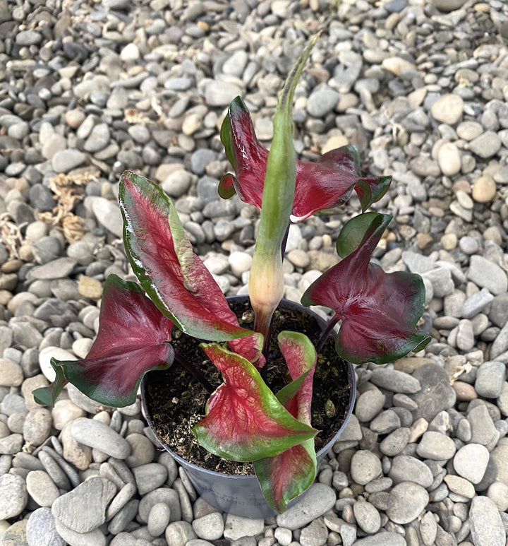 Caladium rosu-verde