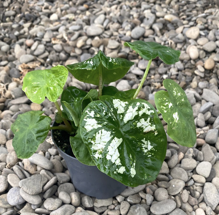 Caladium marmoratum