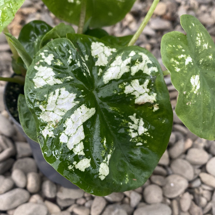 Caladium marmoratum