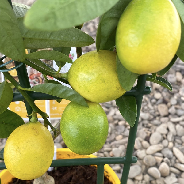 Limequat limonella 'Lara' (limeta x kumquat)