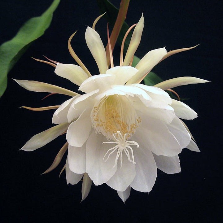 Epiphyllum oxypetalum XXL