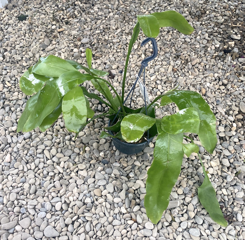 Epiphyllum oxypetalum XXL