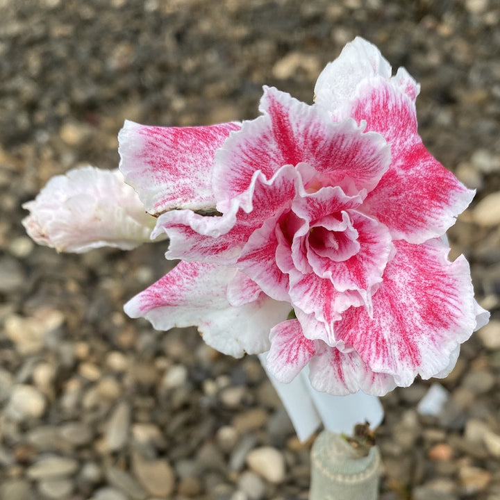 Adenium Obesum 'Dawn'