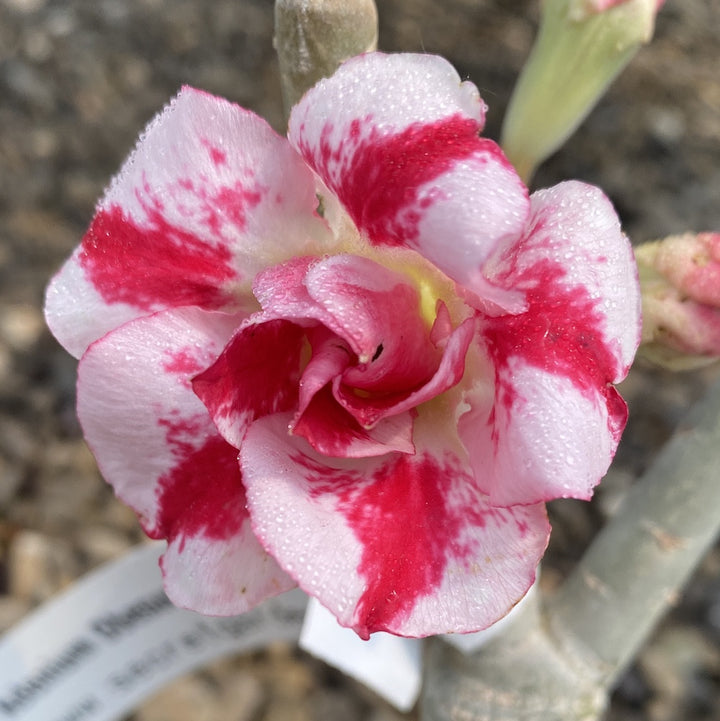 Adenium Obesum 'Hercules'