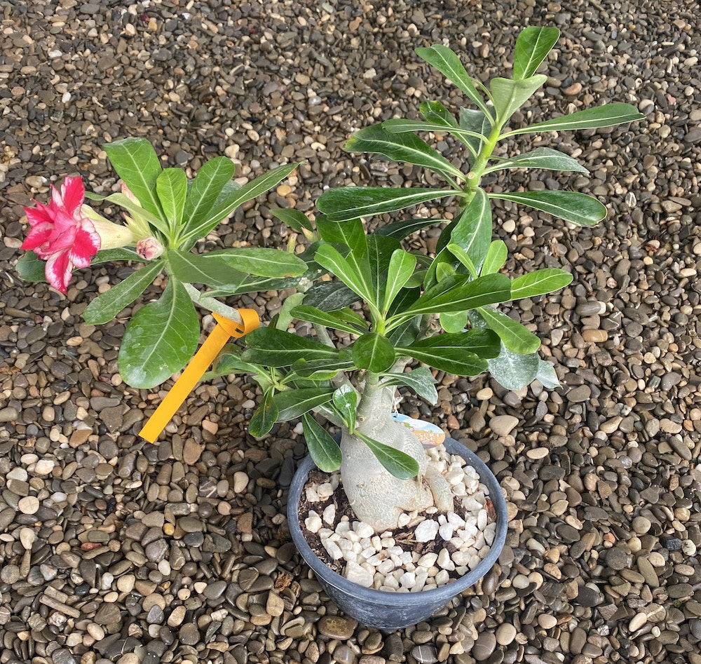 Trandafirul desertului cu floarea bicolora - Adenium obesum