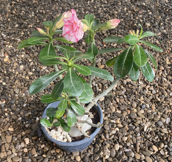 Trandafirul desertului cu floarea bicolora - Adenium obesum AD01