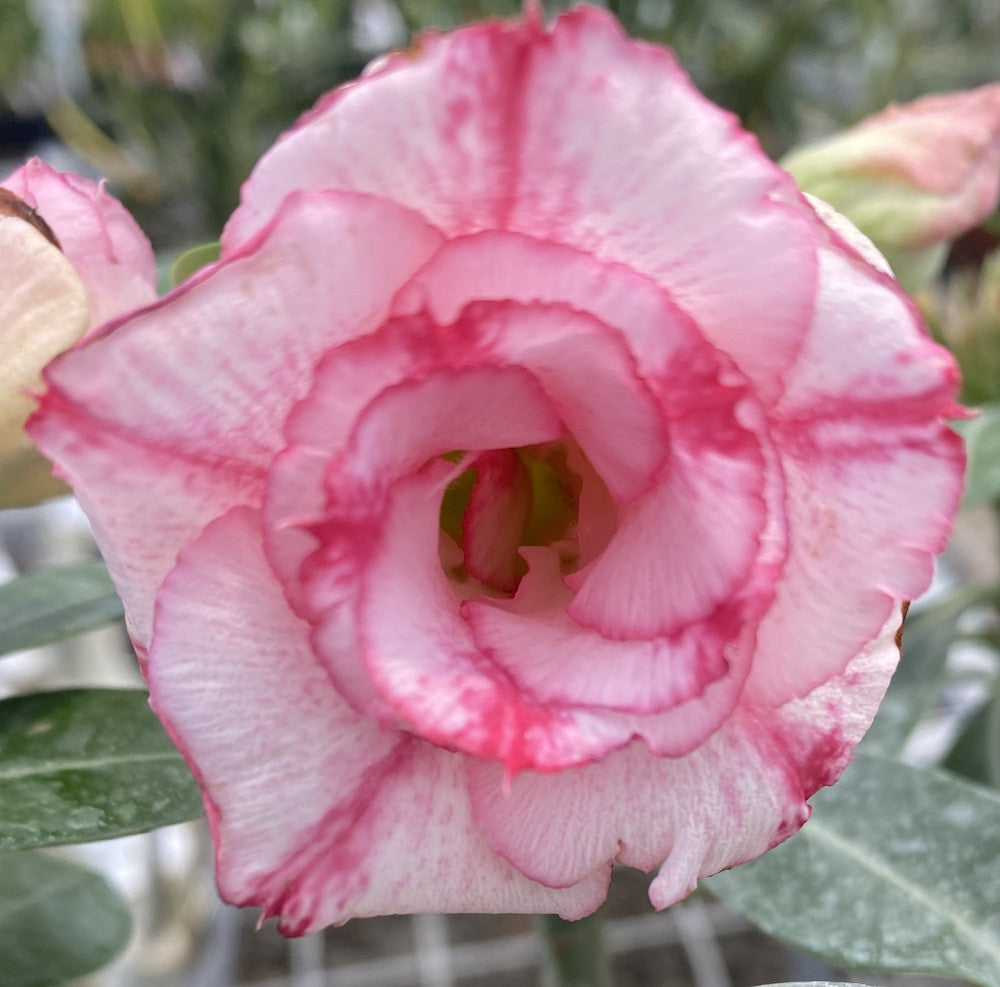 Trandafirul desertului cu floarea bicolora - Adenium obesum AD01