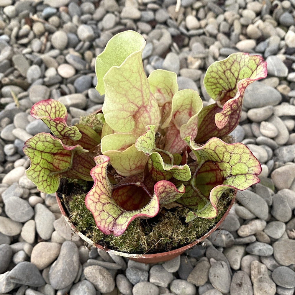 Sarracenia purpurea  (planta ulcior)