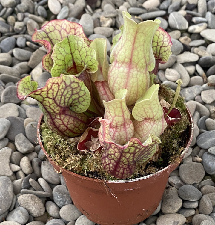 Sarracenia purpurea  (planta ulcior)