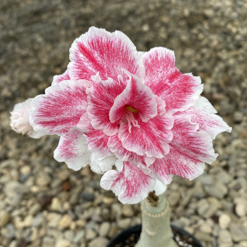 Adenium Obesum 'Dawn'