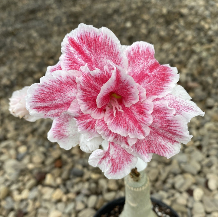 Adenium Obesum 'Dawn'