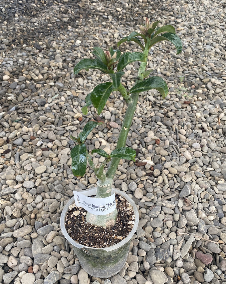 Adenium Obesum 'Young'