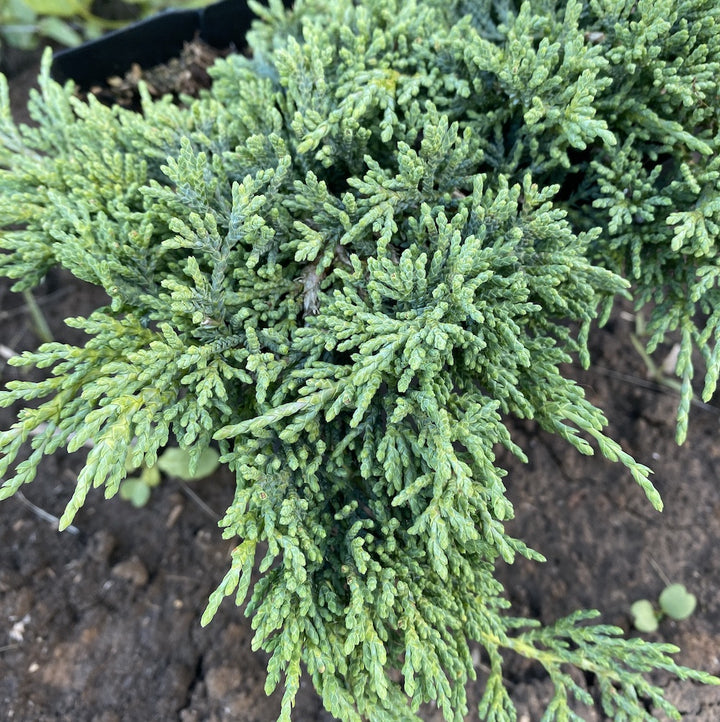 Juniperus horizontalis 'Monber' (Icee Blue) - ienupar tarator