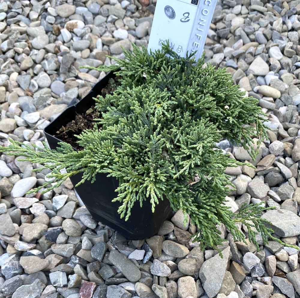 Juniperus horizontalis 'Monber' (Icee Blue) - ienupar tarator