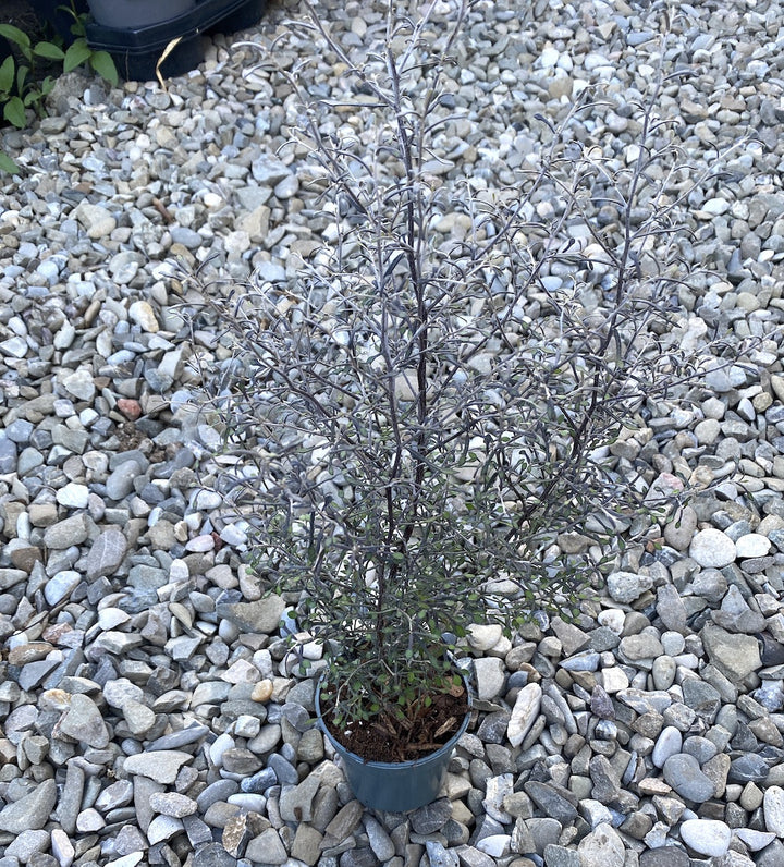 Corokia virgata 'Maori Silver'