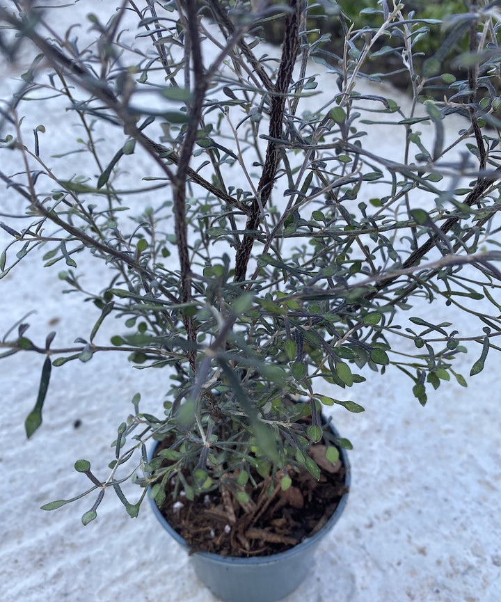 Corokia virgata 'Maori Silver'