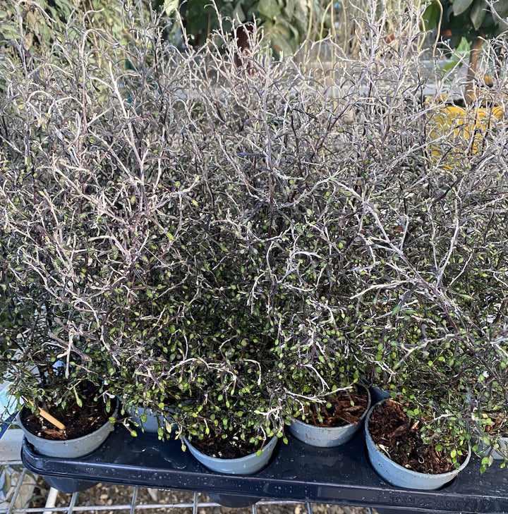 Corokia virgata 'Maori Silver'