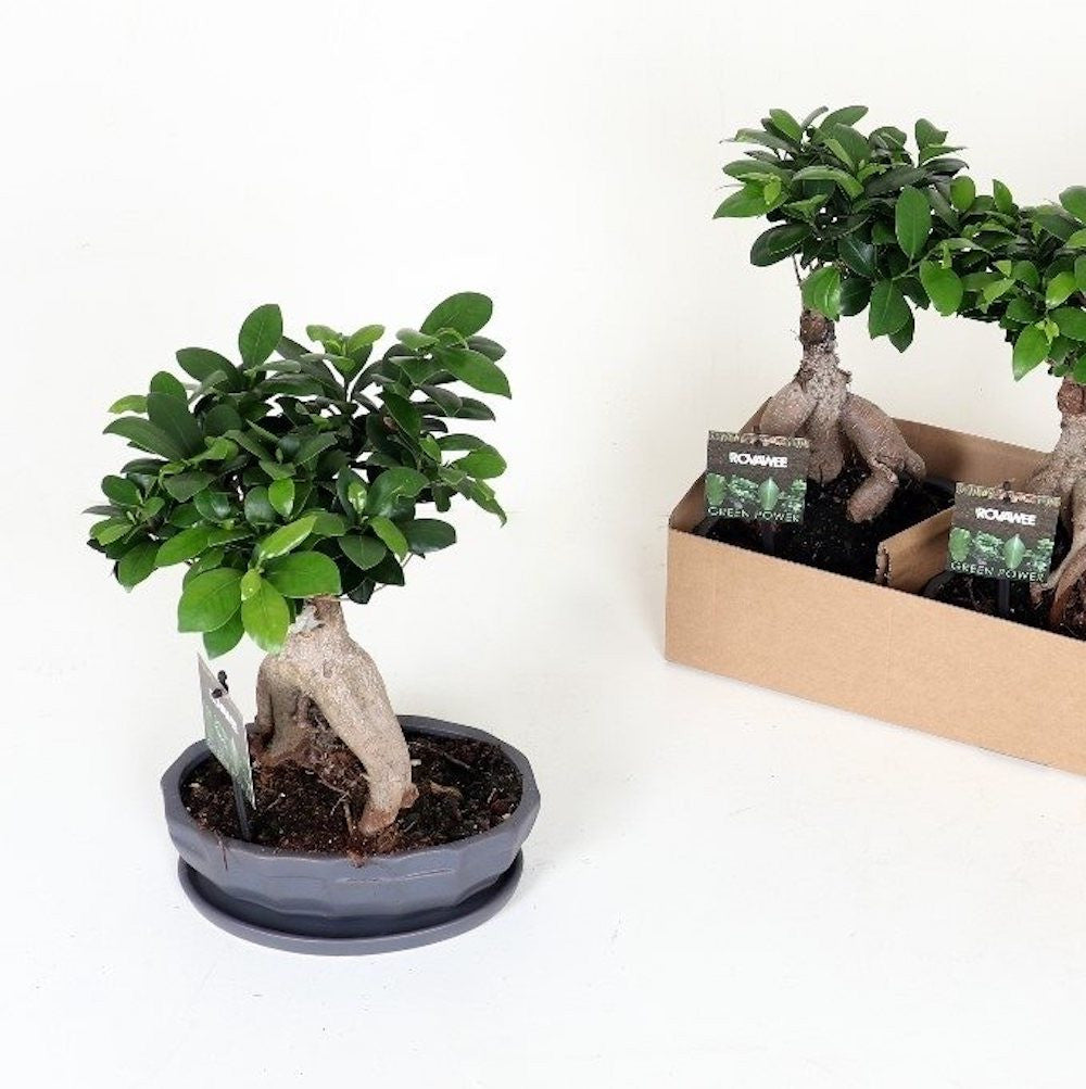 Bonsai Ficus Microcarpa Ginseng 40 cm