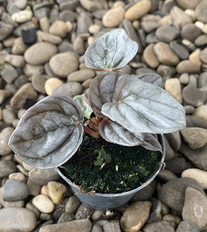 Peperomia Mendoza