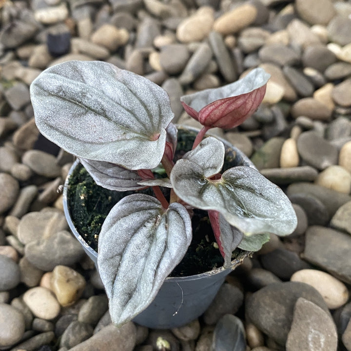 Peperomia Mendoza