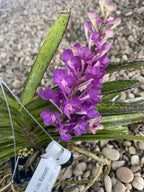 Vandachostylis Lilac Blossom (Rhy. coelestis × V. ampullacea)