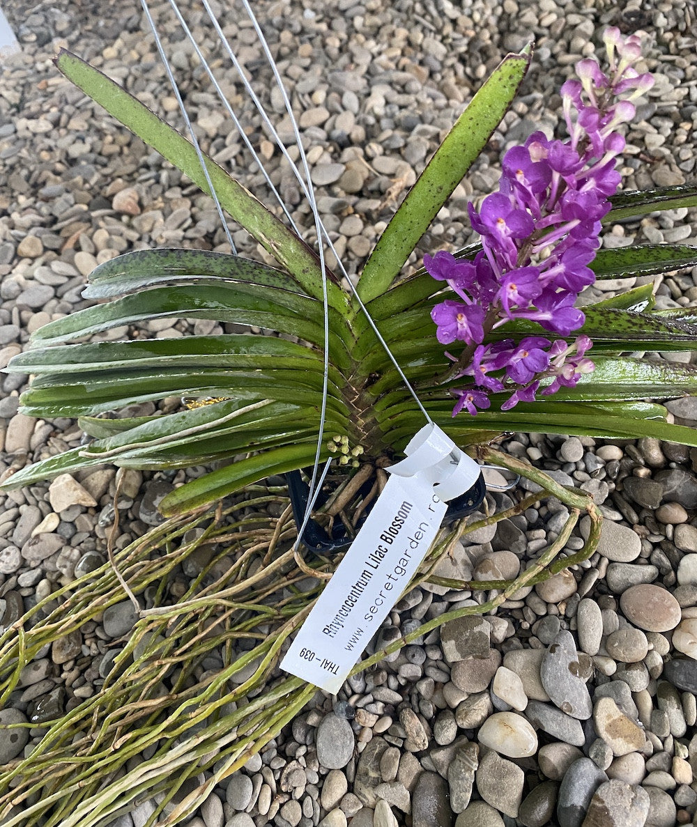 Vandachostylis Lilac Blossom (Rhy. coelestis × V. ampullacea)