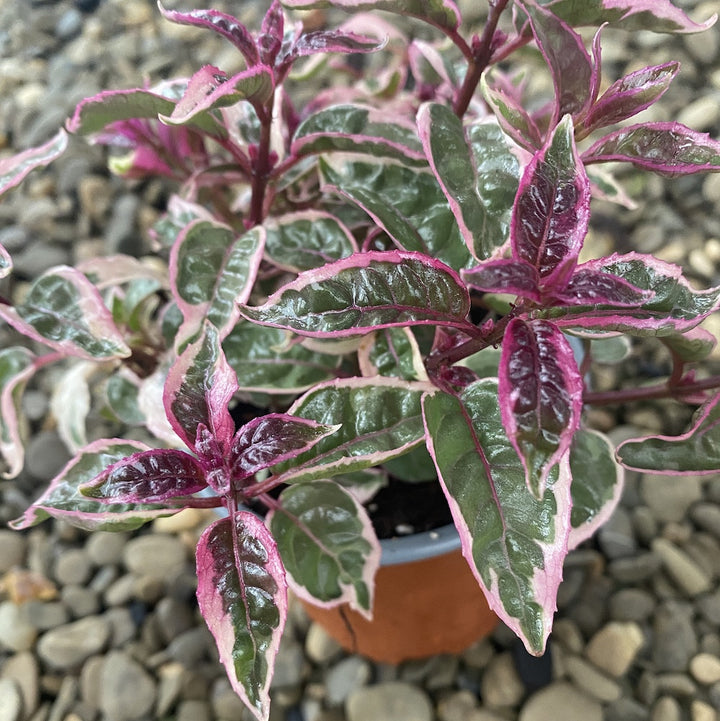 Fuchsia magellanica Versicolor - cercelusi de gradina