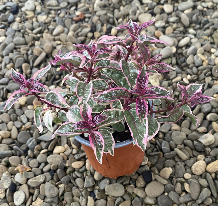 Fuchsia magellanica Versicolor - cercelusi de gradina